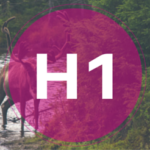 Does My H1 Tag Always Have to Be Optimized for Search?